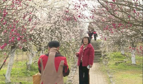 春暖花开日 赏梅正当时