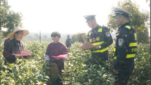 又到一年采茶季 交通安全要谨记