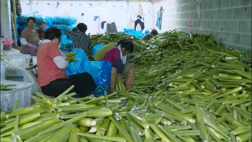 柏垫镇：茭白田里唱丰收