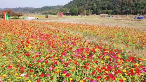 杨滩镇：千亩花海助推乡村振兴