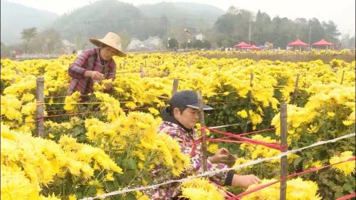 杨滩镇：党建引领 产业带动 助力乡村振兴