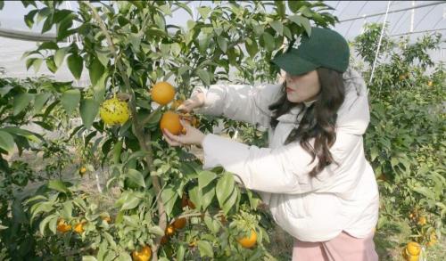 柏垫镇：“红美人”让村民日子更红火