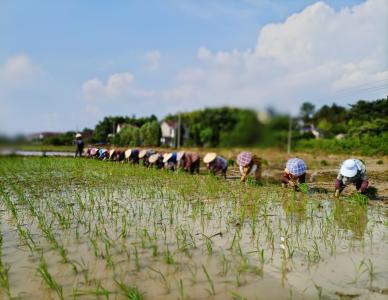 市农科所试验田里插秧忙