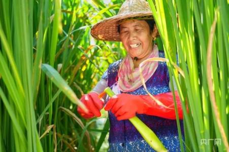 “茭”出幸福答卷