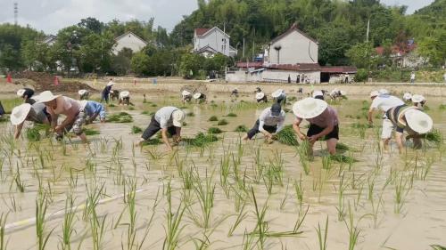 四合乡：插秧比赛促农事 干群齐力助农耕