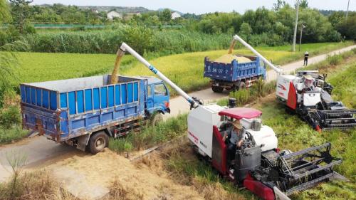 我市两万多亩再生稻喜获丰收