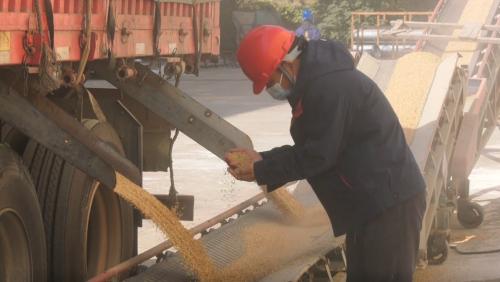 我市粮食收购工作有序推进