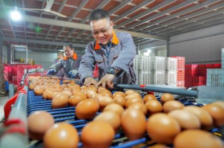 科技兴农 竖立蛋鸡养殖“新标杆”
