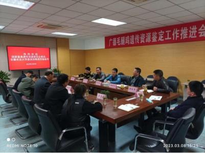 广德市：召开毛腿鸡遗传资源鉴定工作推进会