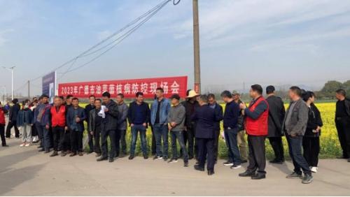 广德市召开2023年油菜菌核病防治现场会