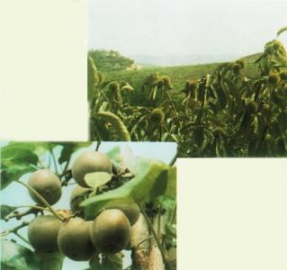 板栗园、猕猴桃