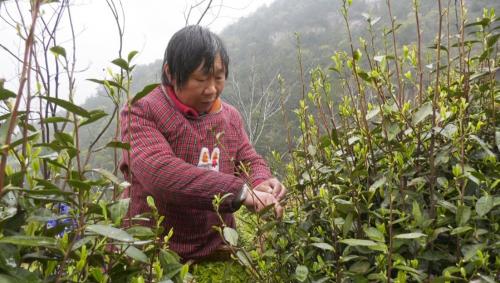 四合乡：手工制作高山茶 传承技艺茶更香