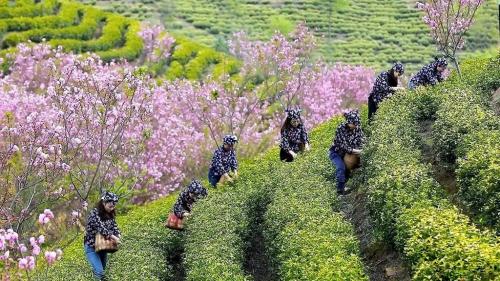 柏垫镇：茶旅融合走上发展新路