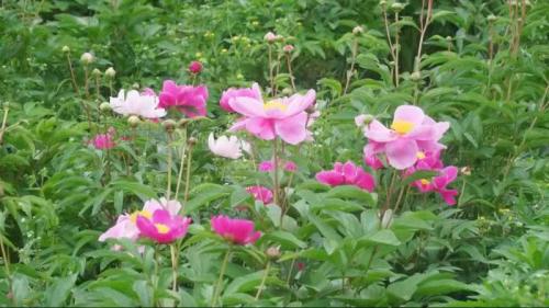 春满芍药园 绽放致富花